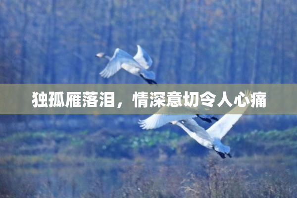独孤雁落泪，情深意切令人心痛