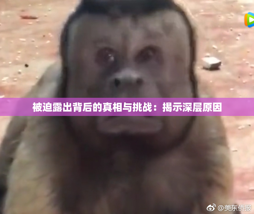 被迫露出背后的真相与挑战：揭示深层原因