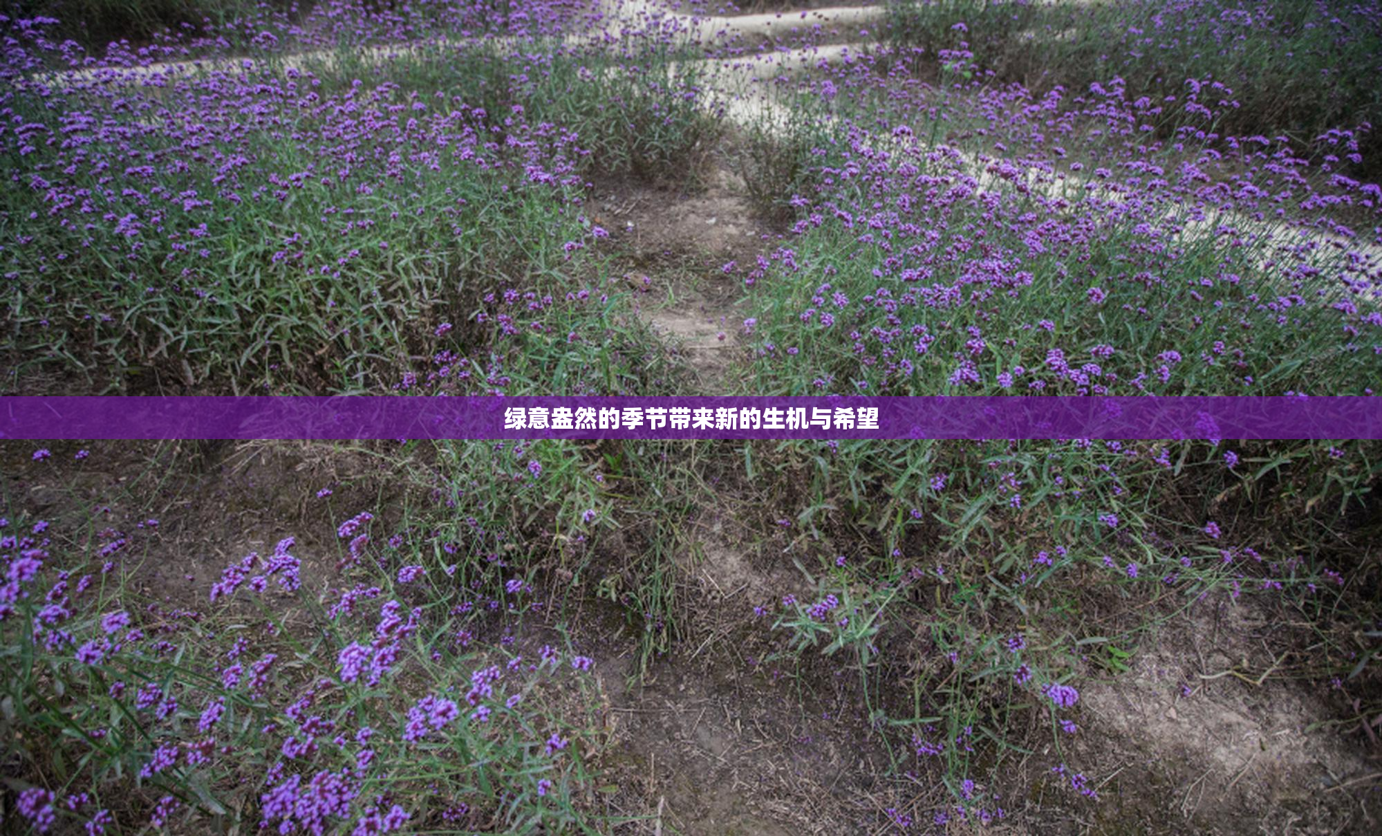 绿意盎然的季节带来新的生机与希望