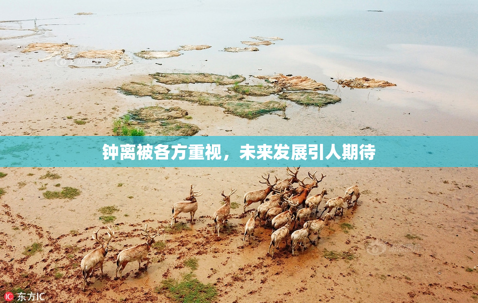 钟离被各方重视，未来发展引人期待