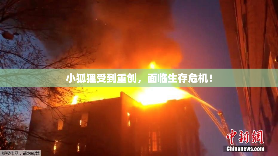 小狐狸受到重创，面临生存危机！