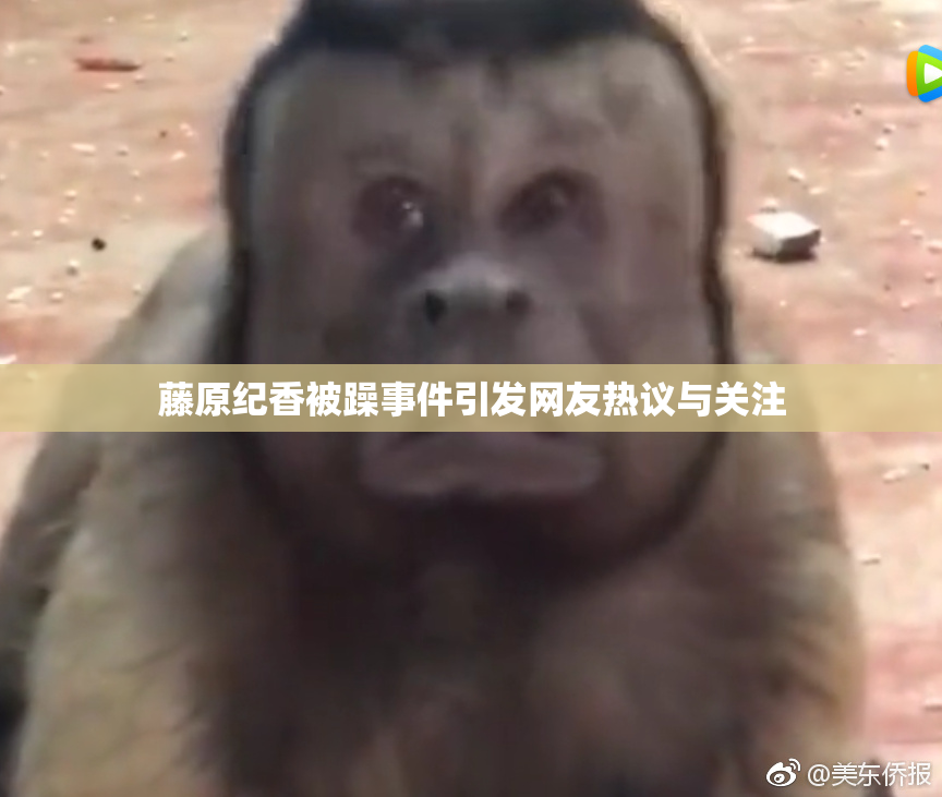 藤原纪香被躁事件引发网友热议与关注