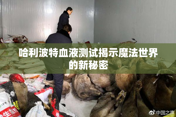 哈利波特血液测试揭示魔法世界的新秘密