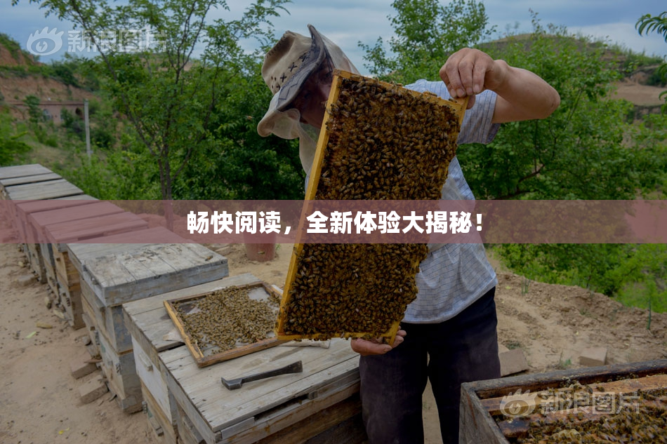 畅快阅读，全新体验大揭秘！