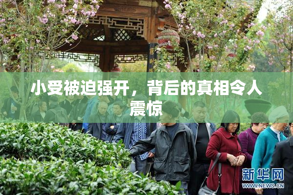小受被迫强开，背后的真相令人震惊