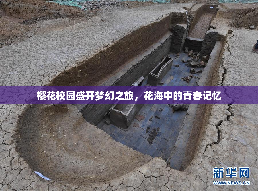 樱花校园盛开梦幻之旅，花海中的青春记忆