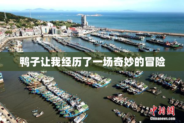 鸭子让我经历了一场奇妙的冒险