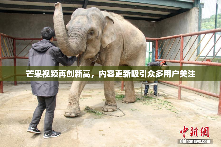 芒果视频再创新高，内容更新吸引众多用户关注