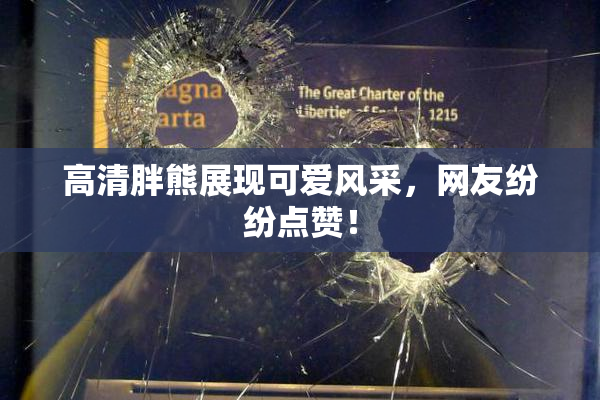 高清胖熊展现可爱风采，网友纷纷点赞！