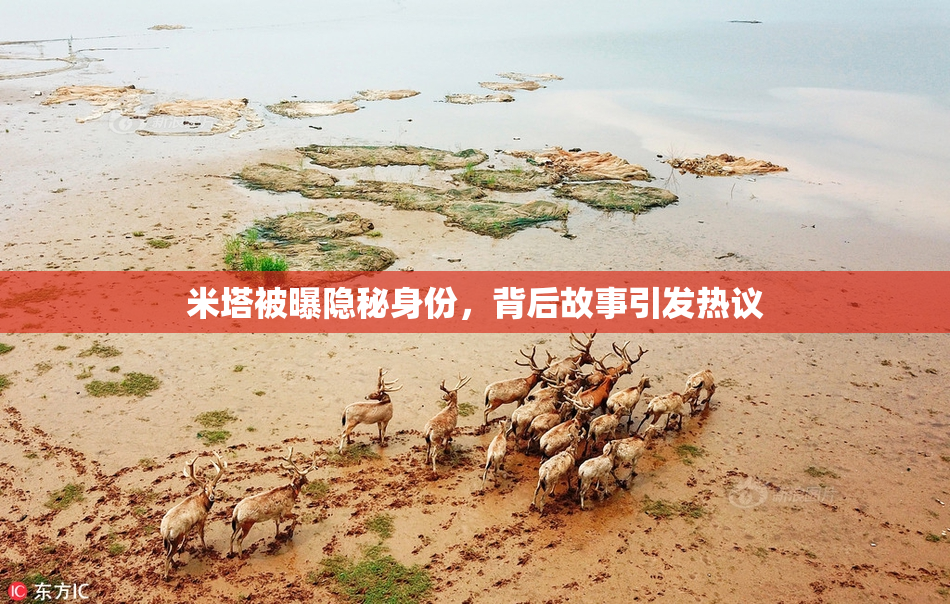 米塔被曝隐秘身份，背后故事引发热议