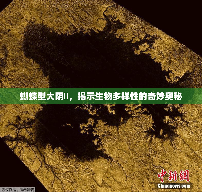 蝴蝶型大阴脣，揭示生物多样性的奇妙奥秘