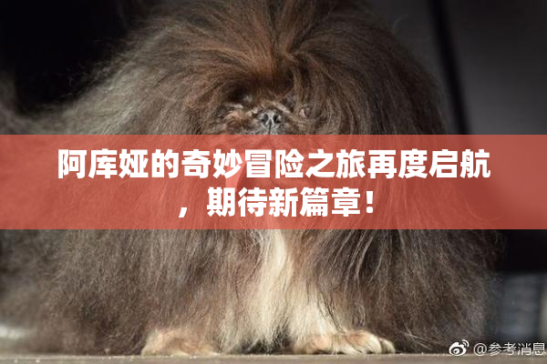阿库娅的奇妙冒险之旅再度启航，期待新篇章！