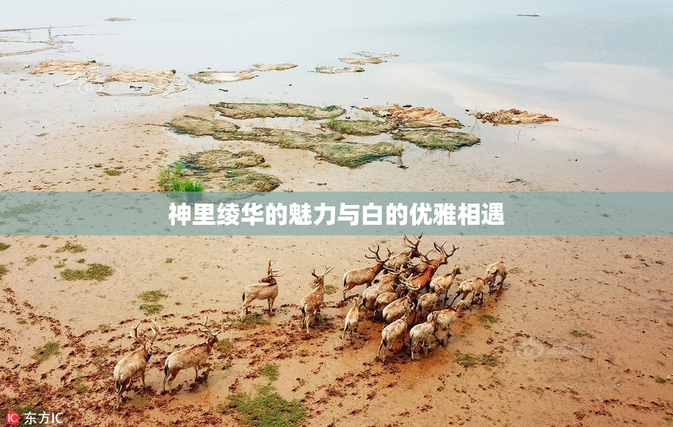神里绫华的魅力与白的优雅相遇