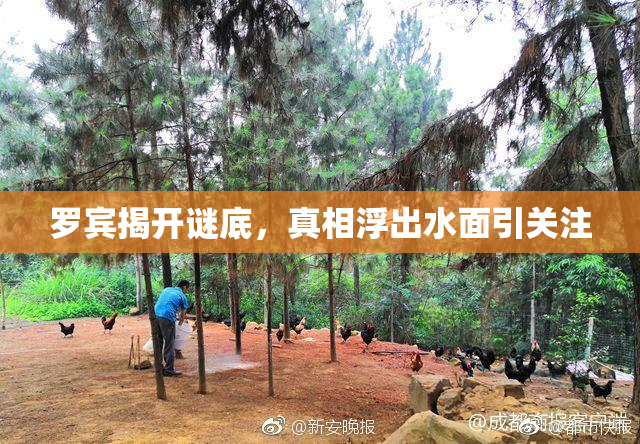 罗宾揭开谜底，真相浮出水面引关注