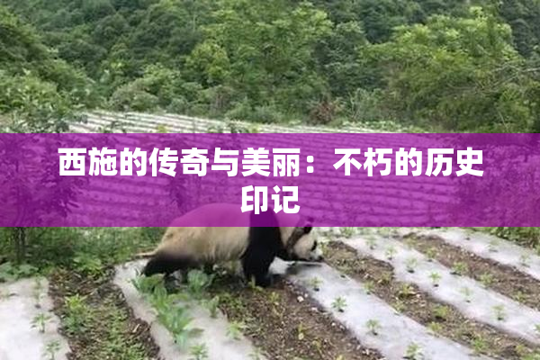 西施的传奇与美丽：不朽的历史印记