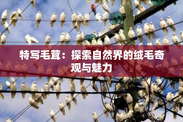 特写毛茸：探索自然界的绒毛奇观与魅力