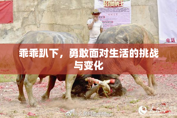 乖乖趴下，勇敢面对生活的挑战与变化