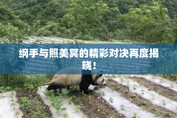 纲手与照美冥的精彩对决再度揭晓！