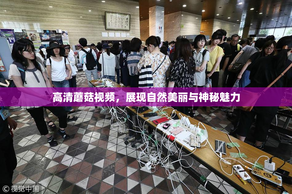 高清蘑菇视频，展现自然美丽与神秘魅力