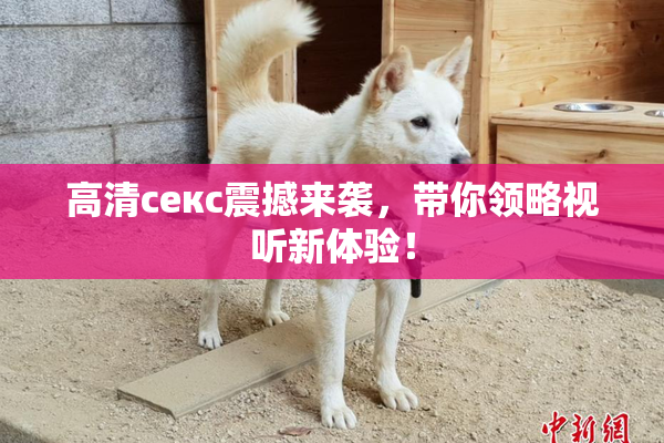 高清ceкс震撼来袭，带你领略视听新体验！