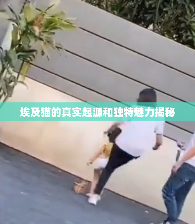埃及猫的真实起源和独特魅力揭秘