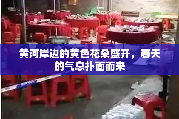 黄河岸边的黄色花朵盛开，春天的气息扑面而来
