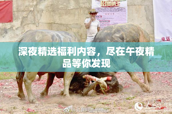 深夜精选福利内容，尽在午夜精品等你发现
