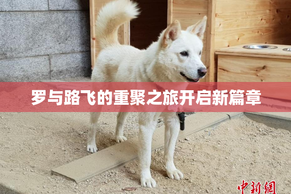 罗与路飞的重聚之旅开启新篇章
