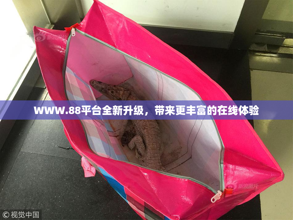 WWW.88平台全新升级，带来更丰富的在线体验