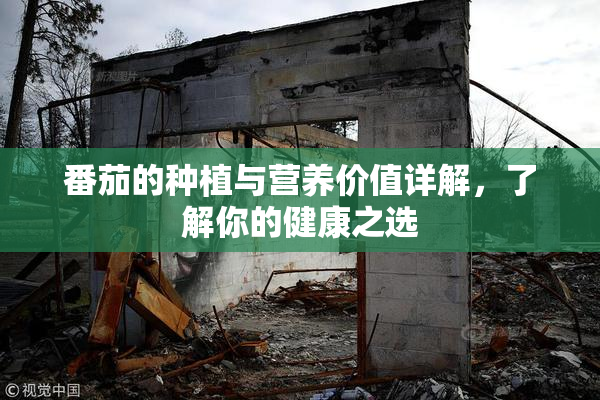 番茄的种植与营养价值详解，了解你的健康之选