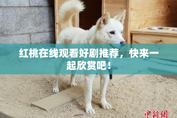红桃在线观看好剧推荐，快来一起欣赏吧！