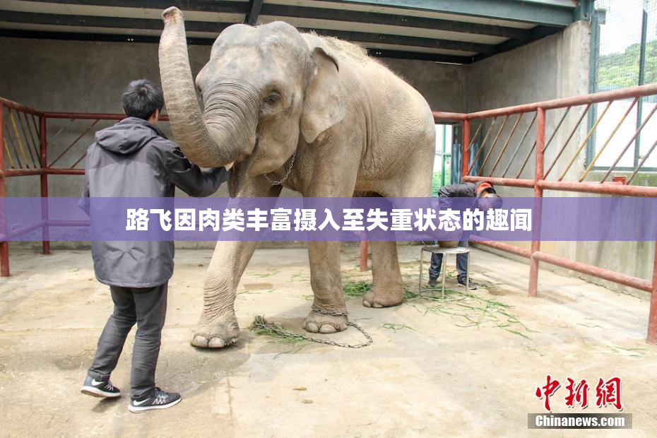 路飞因肉类丰富摄入至失重状态的趣闻