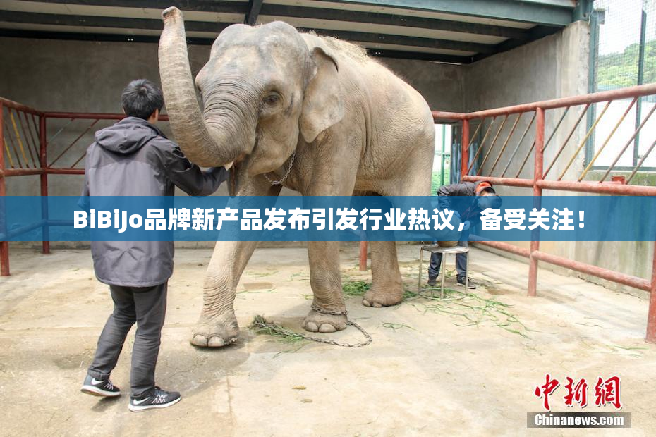 BiBiJo品牌新产品发布引发行业热议，备受关注！