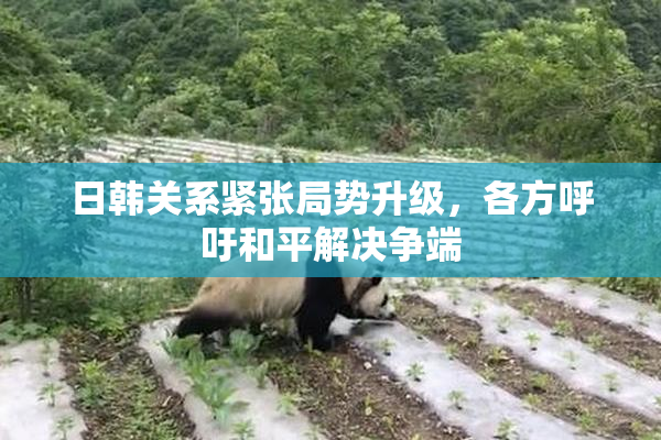 日韩关系紧张局势升级，各方呼吁和平解决争端