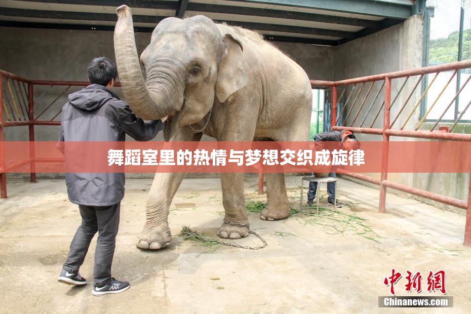 舞蹈室里的热情与梦想交织成旋律