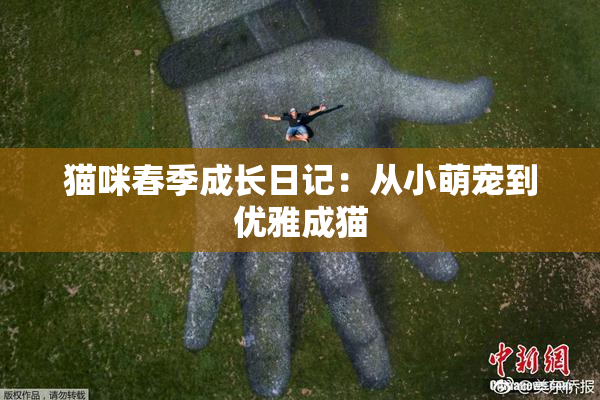 猫咪春季成长日记：从小萌宠到优雅成猫
