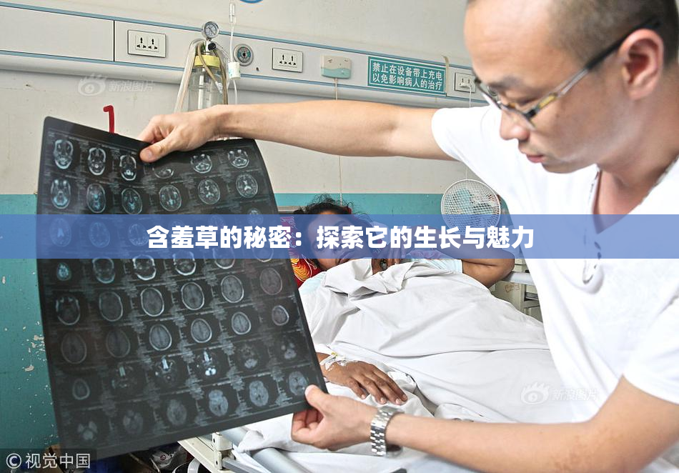 含羞草的秘密：探索它的生长与魅力
