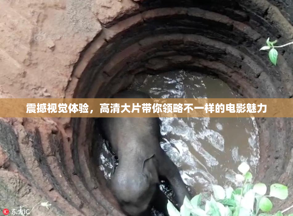 震撼视觉体验，高清大片带你领略不一样的电影魅力