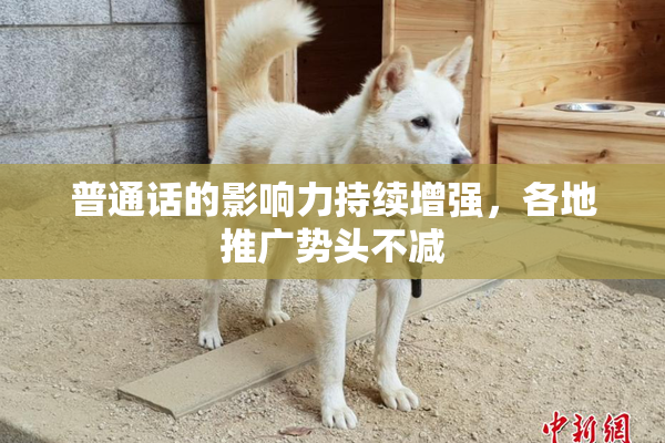 普通话的影响力持续增强，各地推广势头不减