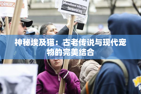 神秘埃及猫：古老传说与现代宠物的完美结合