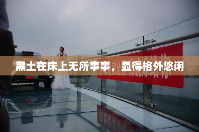 黑土在床上无所事事，显得格外悠闲
