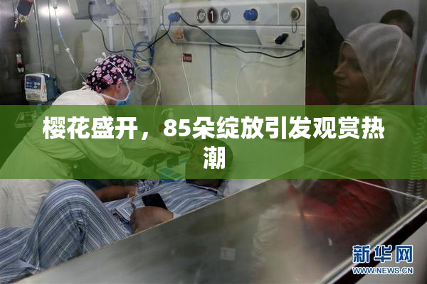 樱花盛开，85朵绽放引发观赏热潮