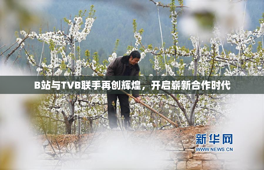 B站与TVB联手再创辉煌，开启崭新合作时代