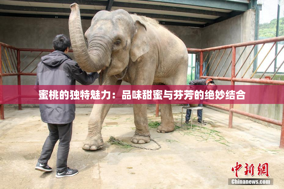 蜜桃的独特魅力：品味甜蜜与芬芳的绝妙结合