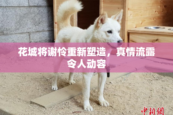 花城将谢怜重新塑造，真情流露令人动容