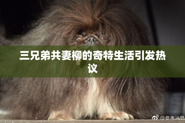 三兄弟共妻柳的奇特生活引发热议
