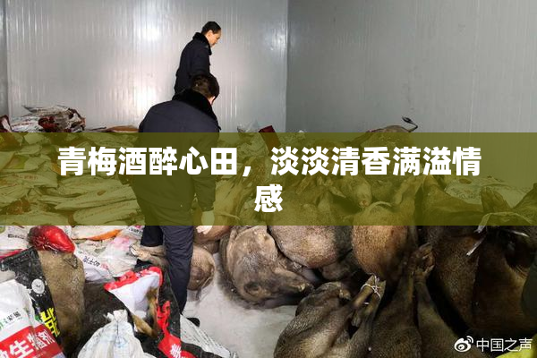 青梅酒醉心田，淡淡清香满溢情感