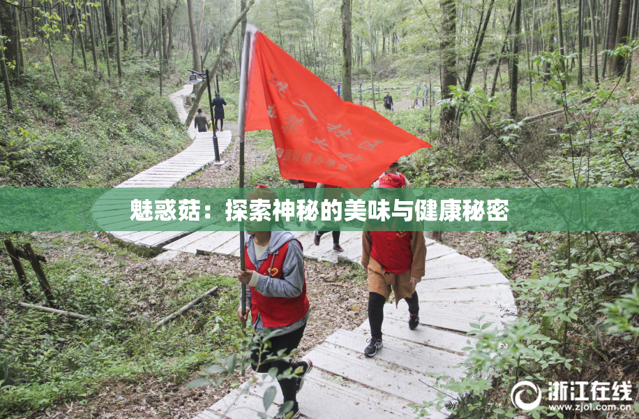 魅惑菇：探索神秘的美味与健康秘密