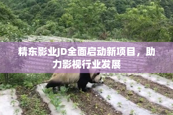 精东影业JD全面启动新项目，助力影视行业发展
