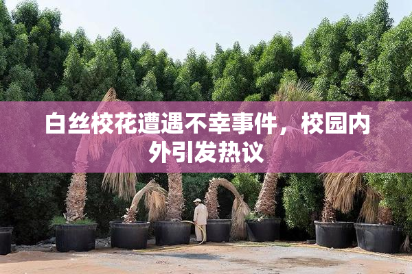 白丝校花遭遇不幸事件，校园内外引发热议